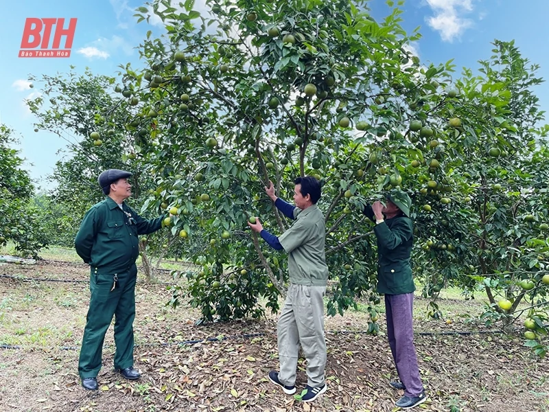 Cẩm Thủy giải “bài toán” tích tụ, tập trung đất đai cho sản xuất nông nghiệp