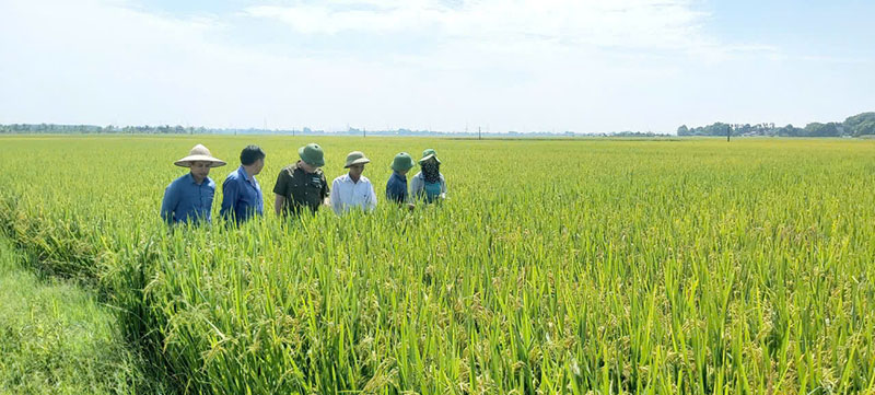 Mô hình “cánh đồng không dấu chân” trong sản xuất lúa