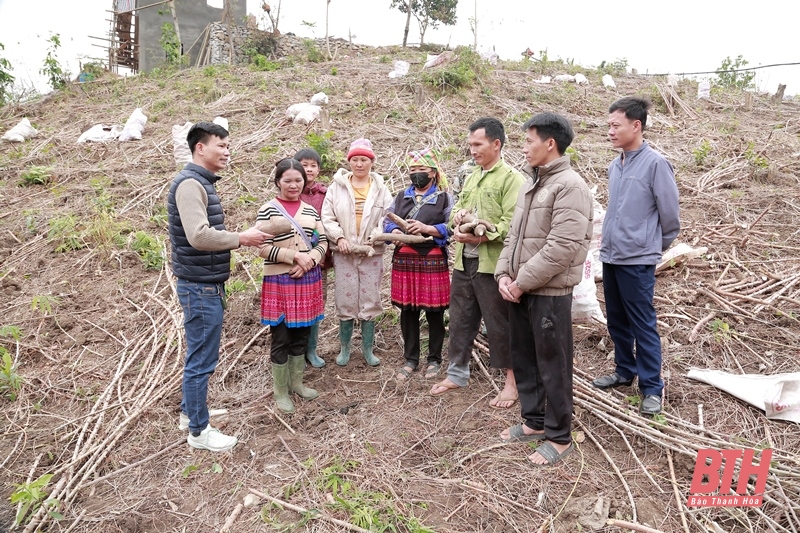 Bảo đảm thu mua sắn nguyên liệu tại huyện Mường Lát