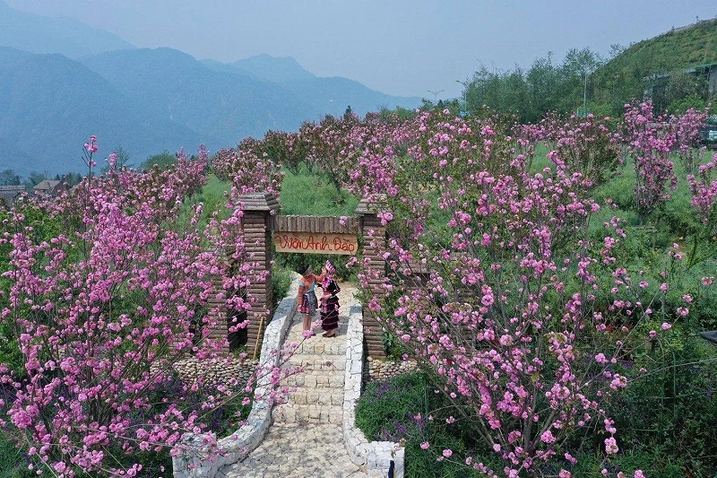 Hành trình ‘săn’ hoa đỗ quyên trên đỉnh trời Tây Bắc