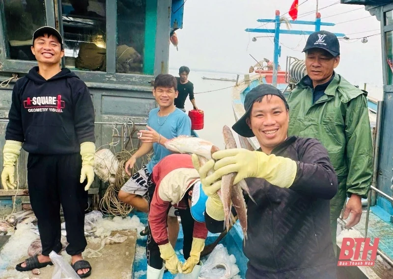 Ngư dân Thanh Hóa trúng vụ cá Bắc