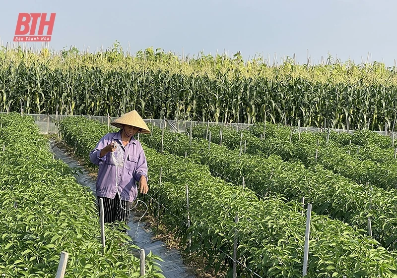 Sản xuất nông nghiệp bền vững gắn với xây dựng nông thôn mới