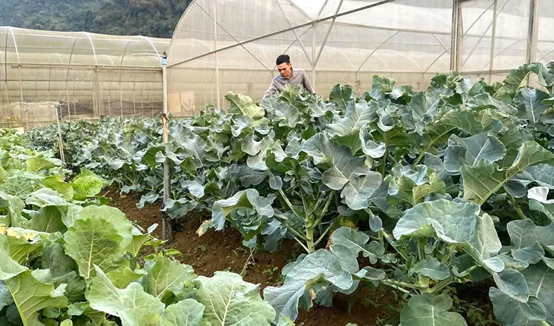 Đồng Lương thực hiện các giải pháp phát triển kinh tế