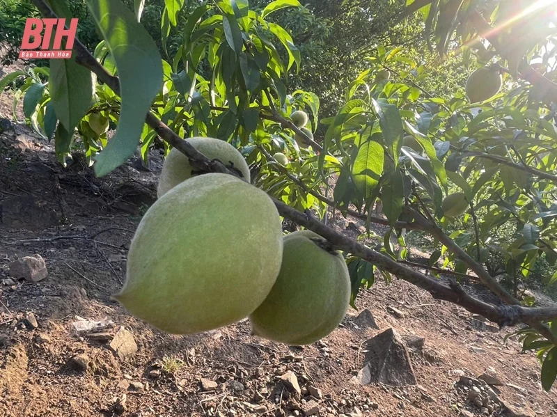 Mùa thu hoạch đào ở Lốc Há