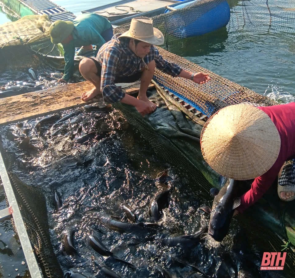 Phát triển nghề m88 cá cược thể thao trực tuyến ở Thường Xuân