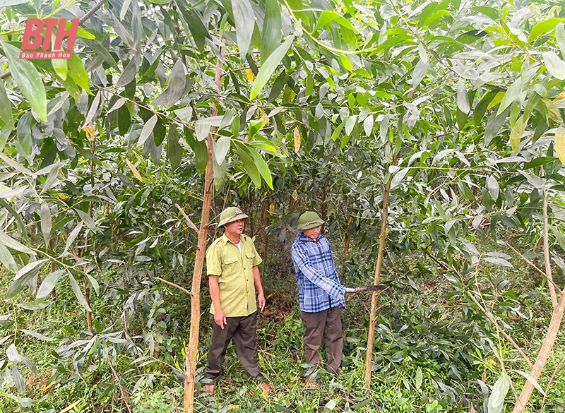 Mở hướng đi mới trong trồng rừng bằng cây nuôi cấy mô