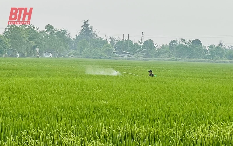 Tập trung thực hiện các biện pháp bảo vệ lúa vụ xuân