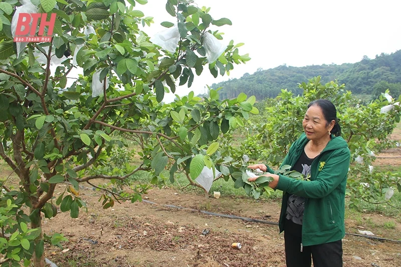Manh nha mô hình nông dang nhap m88 tuần hoàn