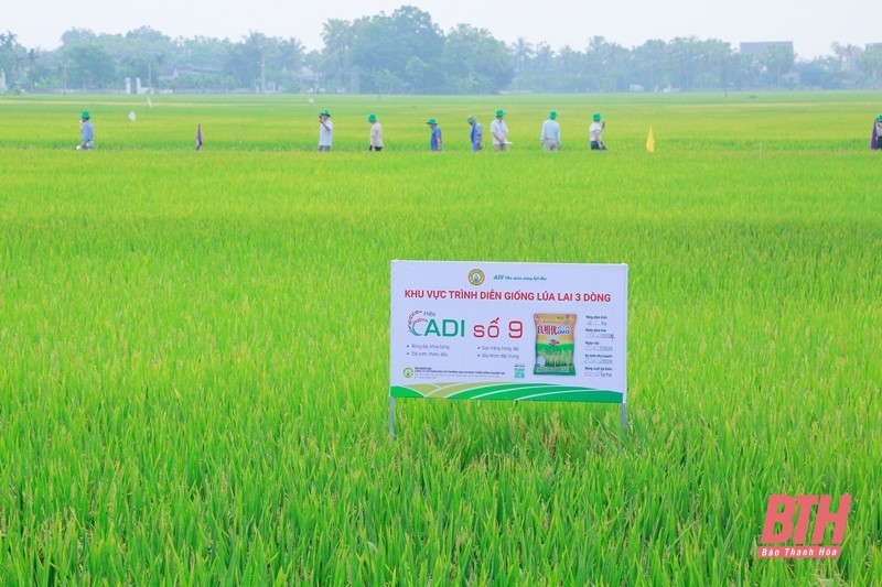 Giống lúa lai 3 dòng chất lượng cao ADI số 9 đạt năng suất 85 tạ/ha