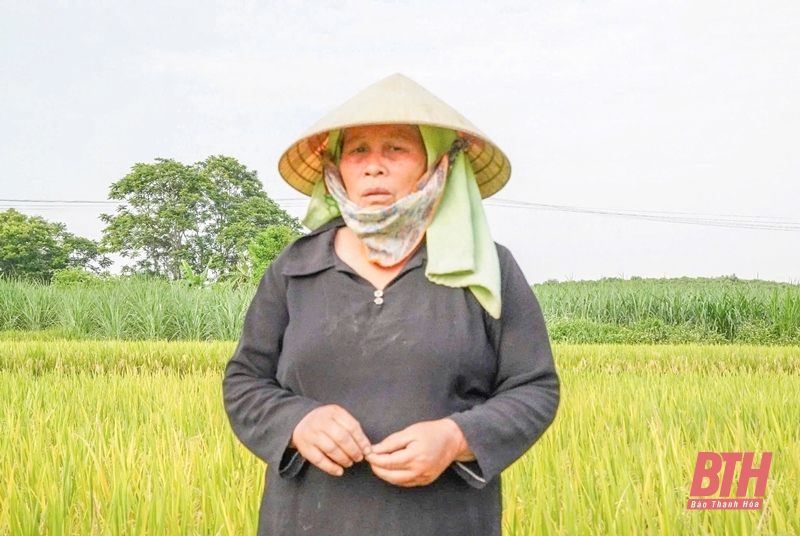 Thọ Xuân: Hơn 27 ha lúa vụ xuân bị thoái nhà cái m88 đầu bông