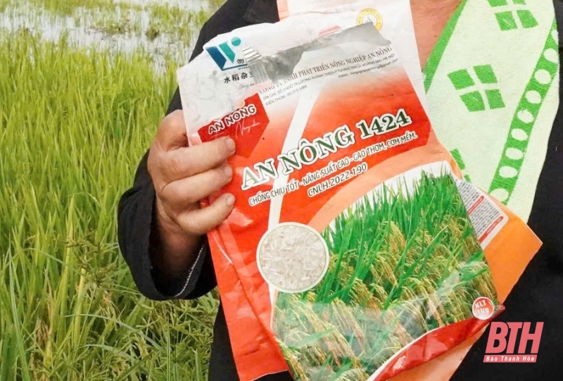 Thọ Xuân: Hơn 27 ha lúa vụ xuân bị thoái nhà cái m88 đầu bông