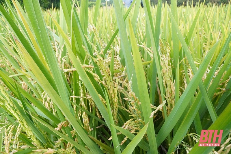 Thọ Xuân: Hơn 27 ha lúa vụ xuân bị thoái nhà cái m88 đầu bông