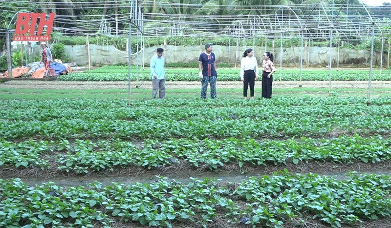 Phát triển vùng sản xuất rau an toàn