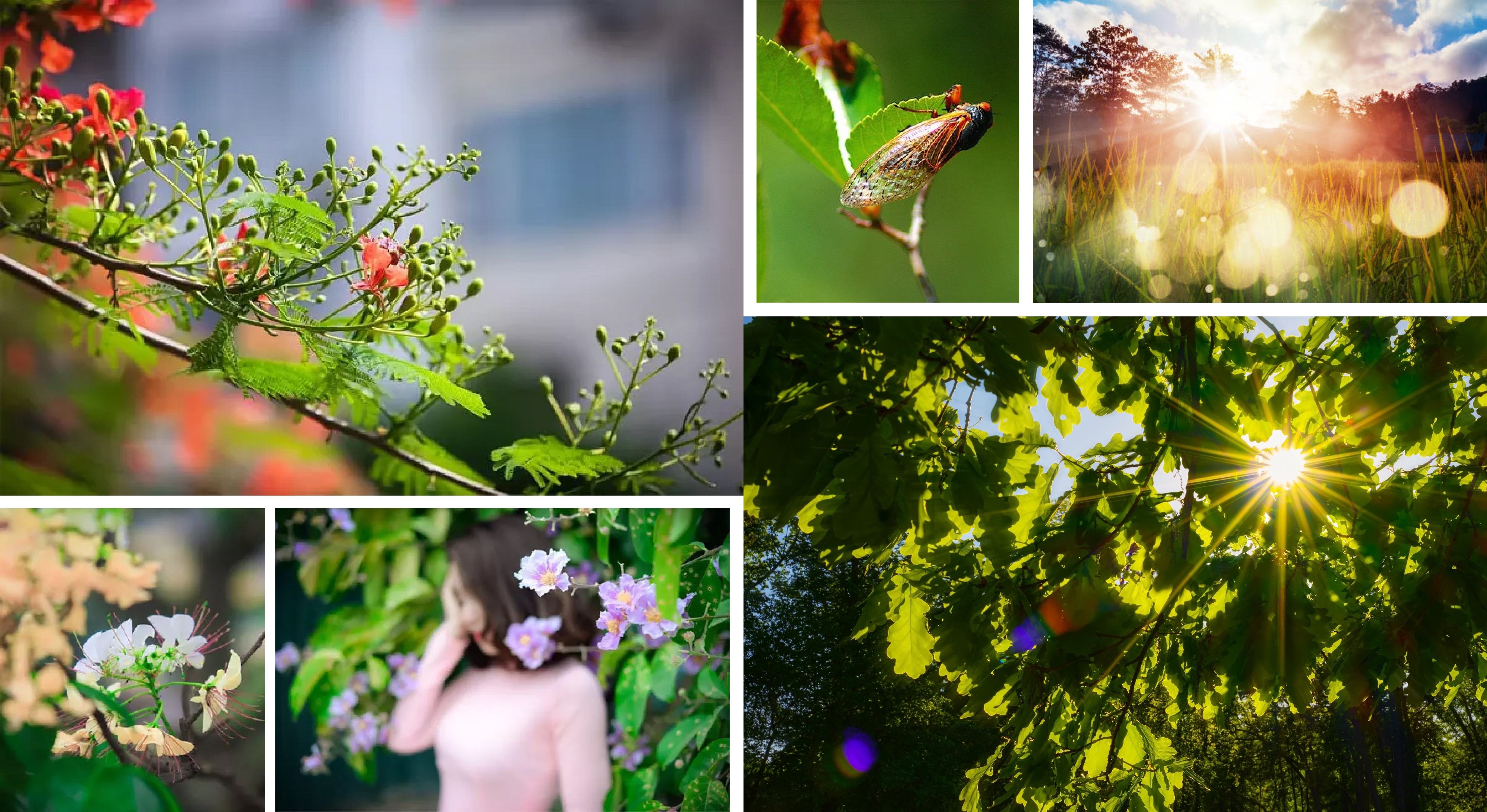 [E - Magazine] - Khúc hát đời ve