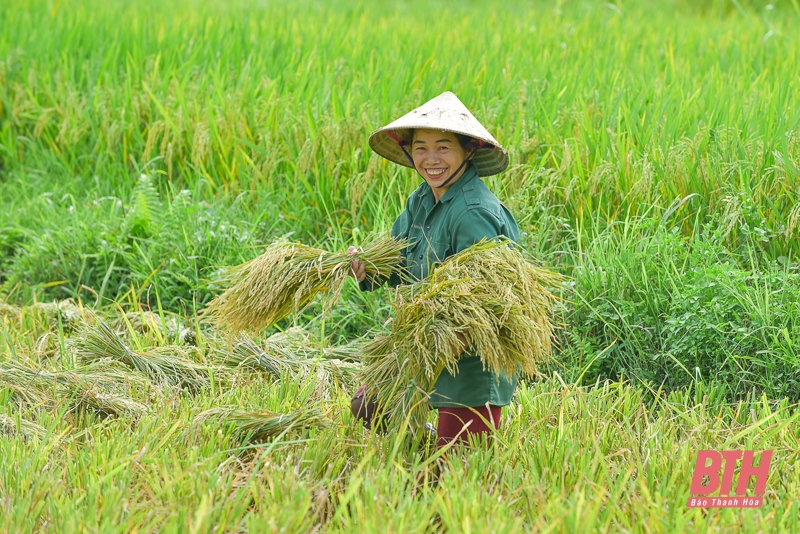 Vùng cao xứ link m88 vào mùa thu hoạch lúa