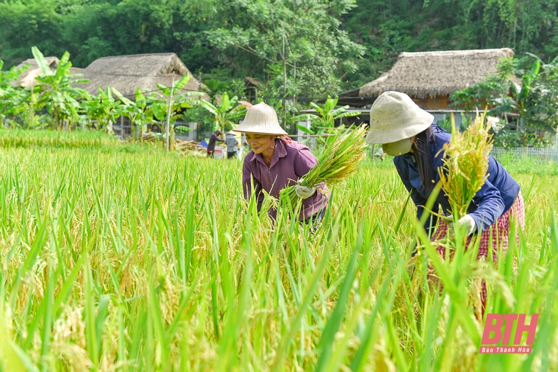 Vùng cao xứ link m88 vào mùa thu hoạch lúa