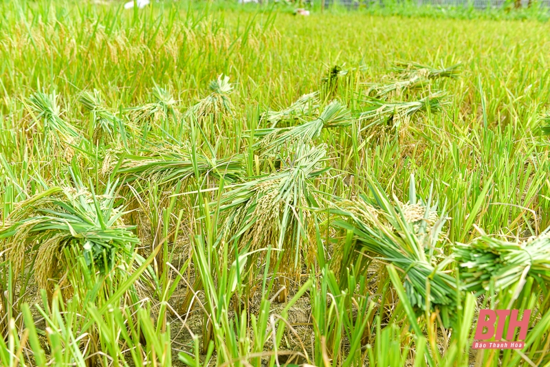 Vùng cao xứ link m88 vào mùa thu hoạch lúa