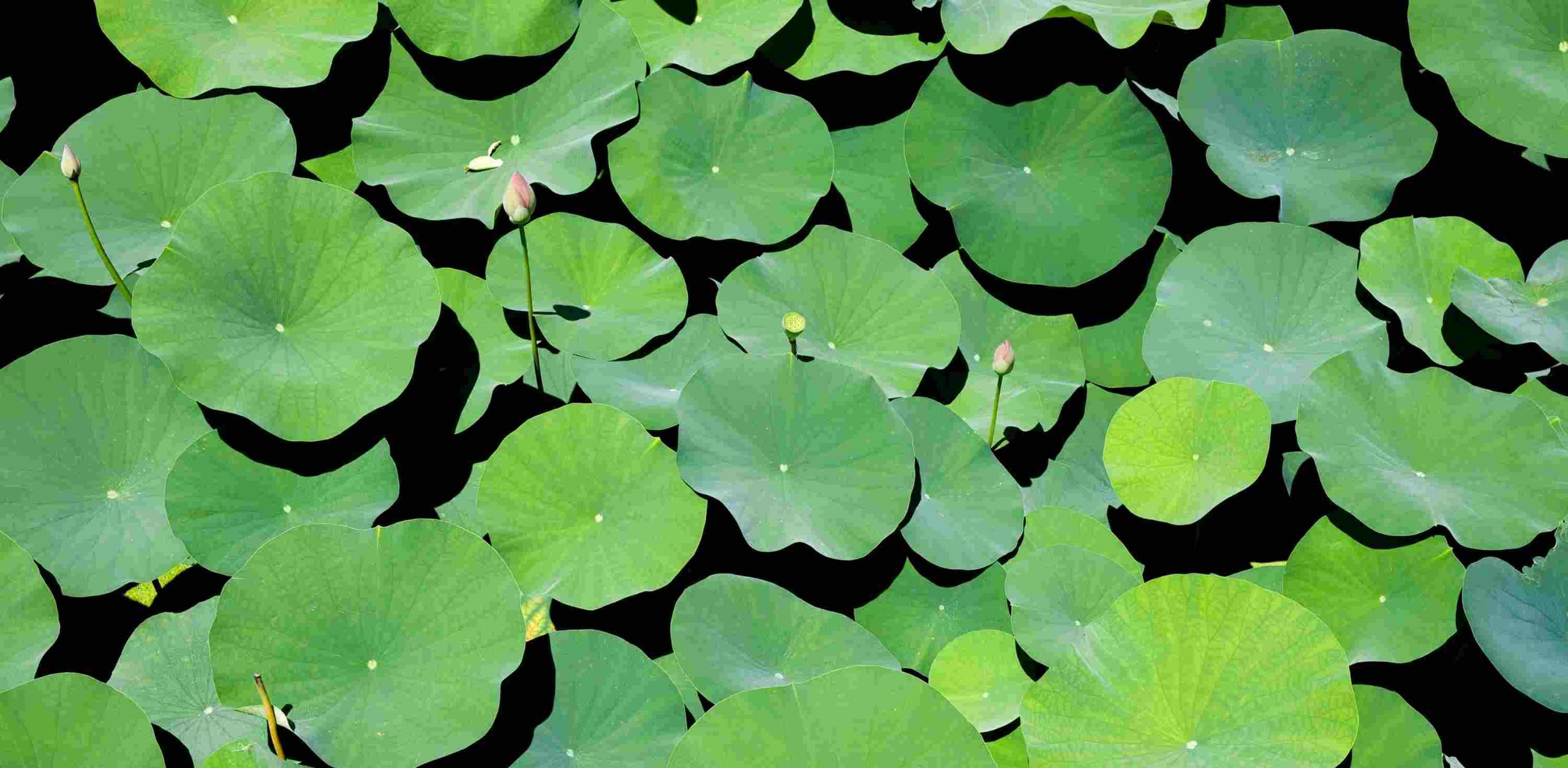 [E-Magazine] - Lấp lánh sen tình