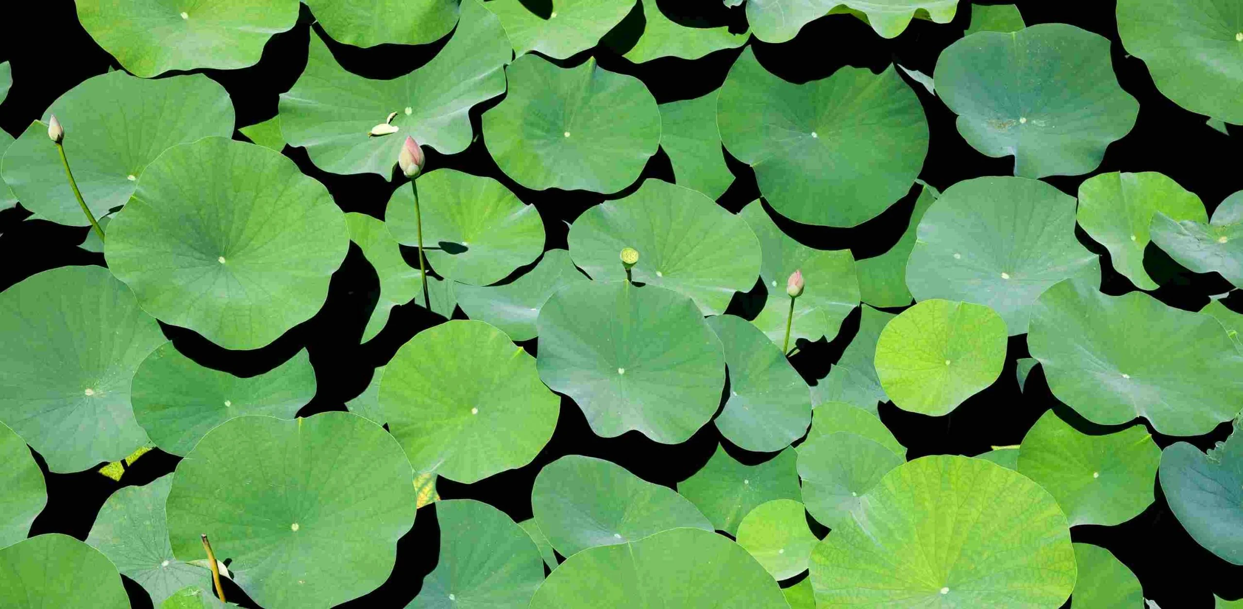 [E-Magazine] - Lấp lánh sen tình