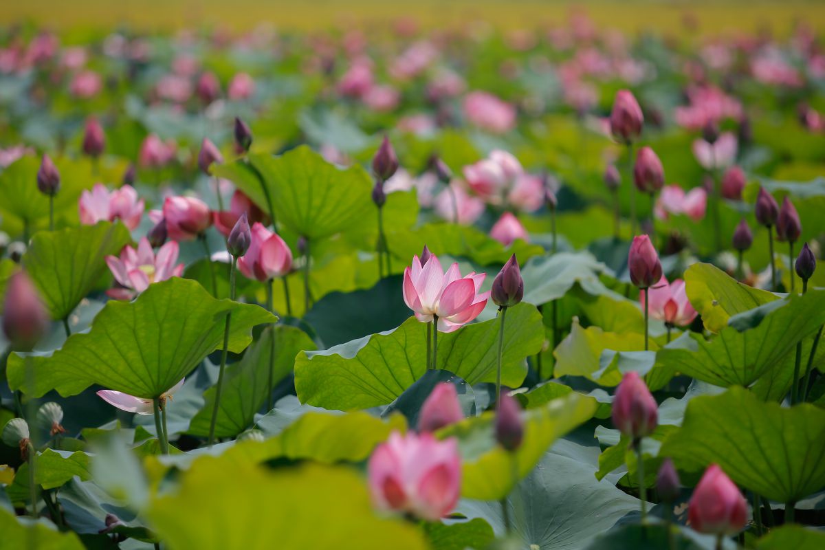 [E-Magazine] - Lấp lánh sen tình