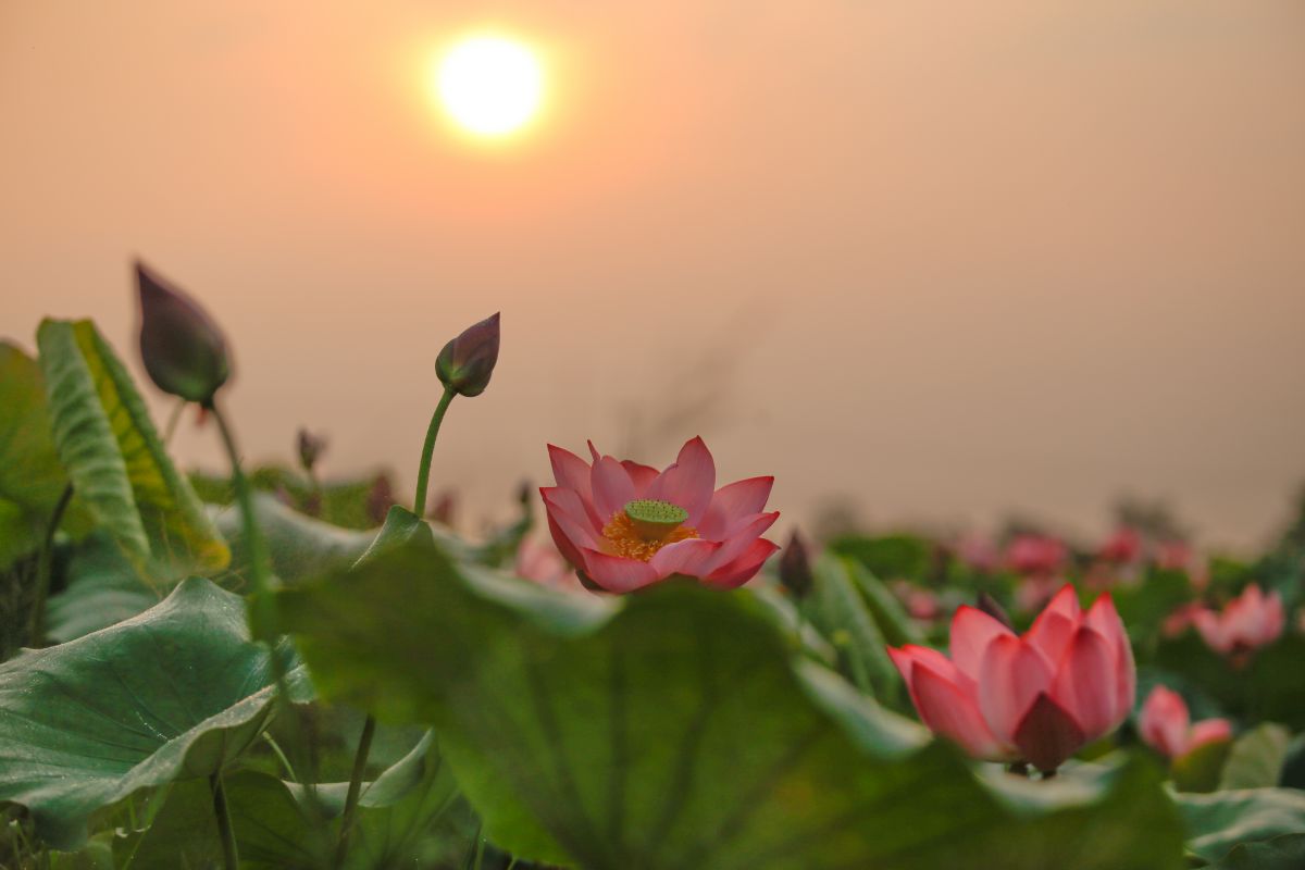 [E-Magazine] - Lấp lánh sen tình