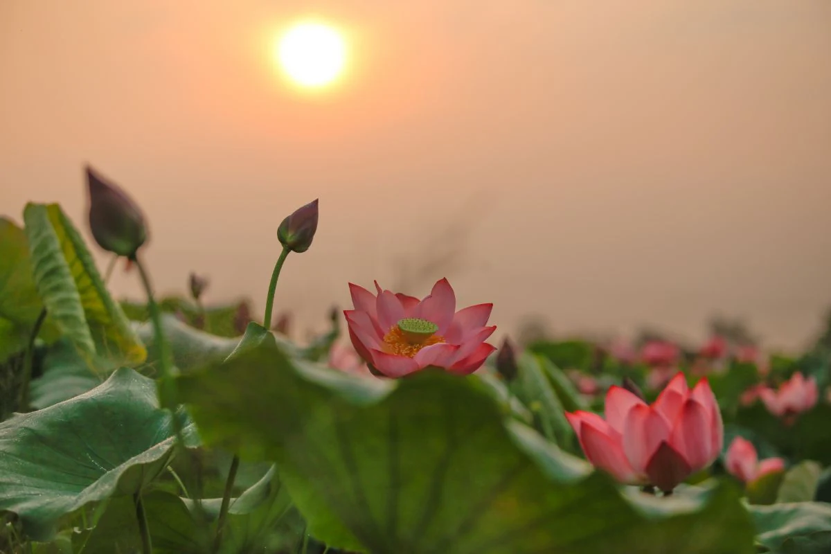 [E-Magazine] - Lấp lánh sen tình