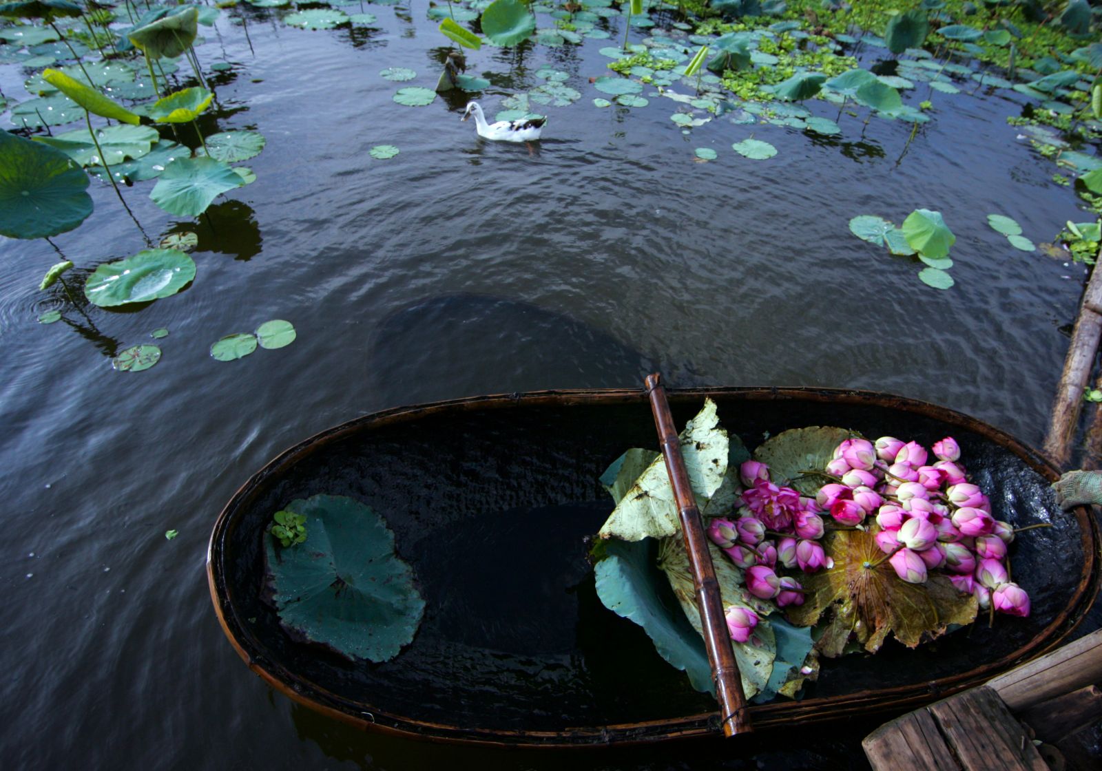 [E-Magazine] - Lấp lánh sen tình