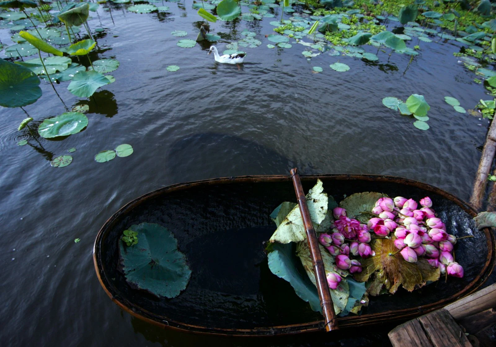[E-Magazine] - Lấp lánh sen tình