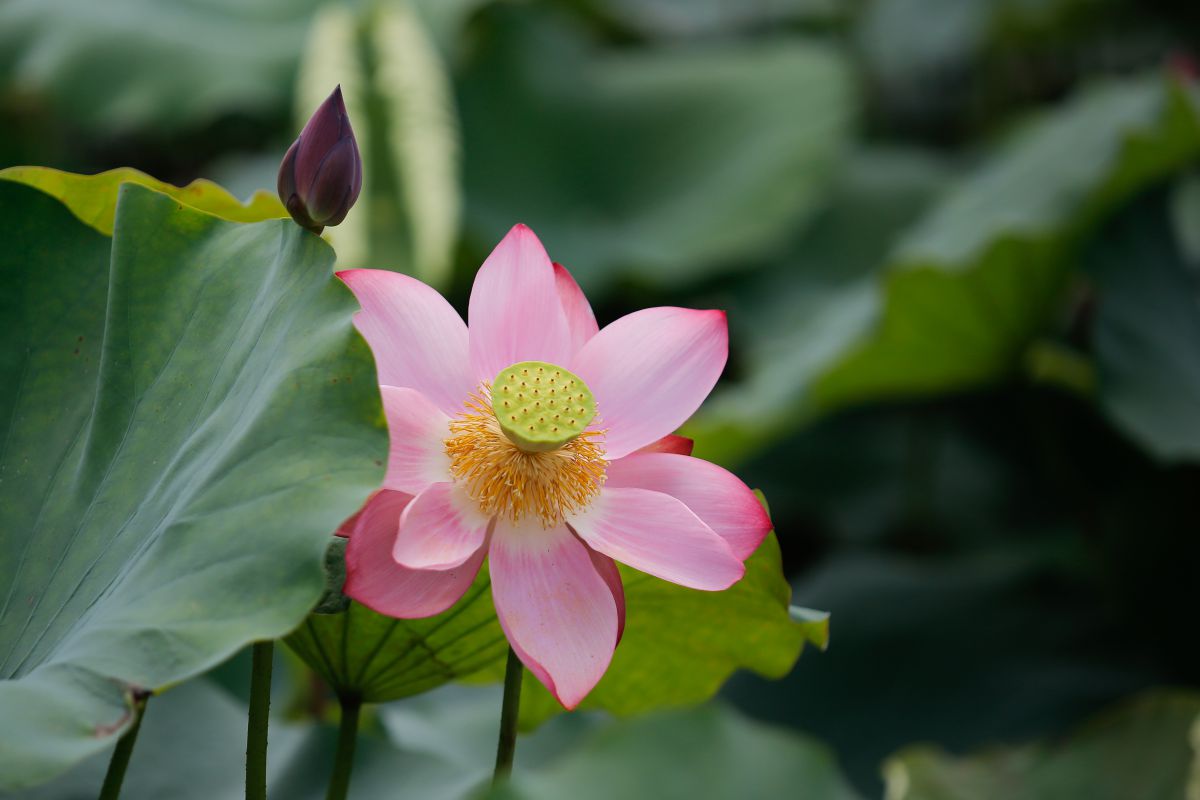 [E-Magazine] - Lấp lánh sen tình
