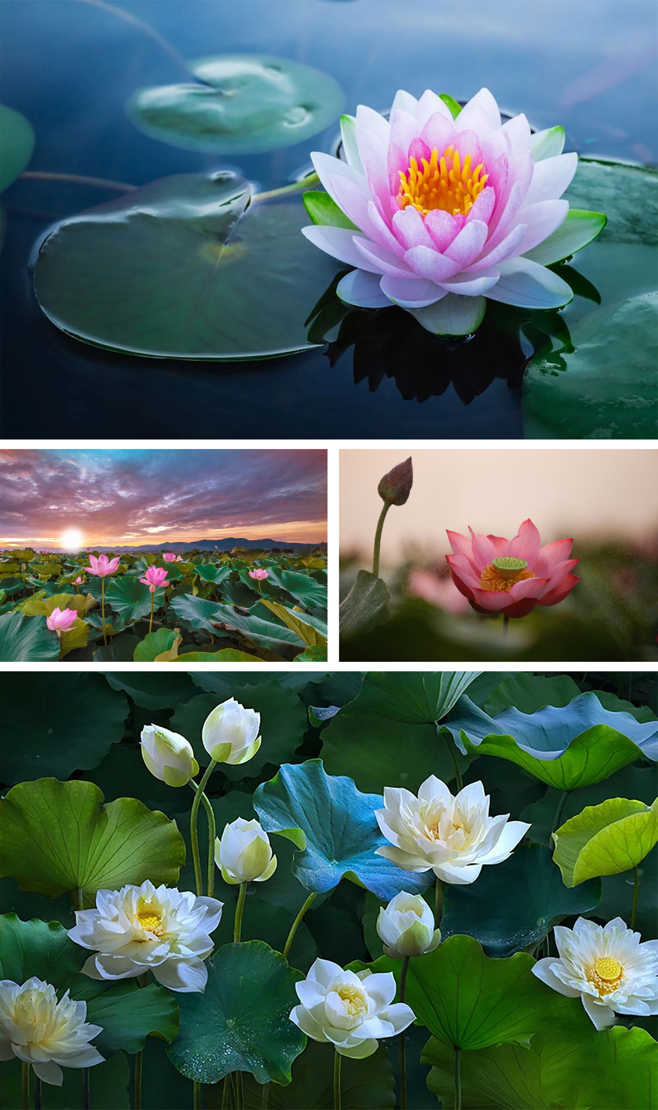 [E-Magazine] - Lấp lánh sen tình