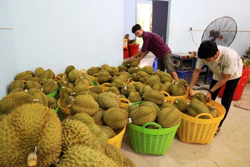 Xử lý thông tin sầu riêng vẫn loay hoay giải quyết chất vàng O