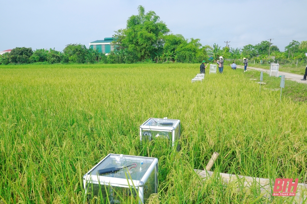 Cận cảnh thu tín chỉ Carbon trong sản xuất lúa