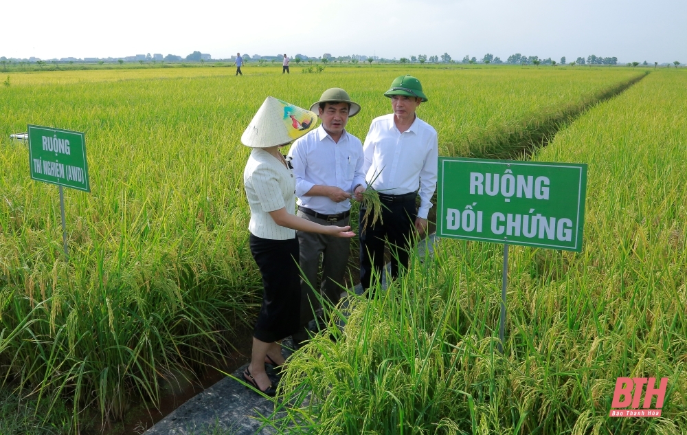 Cận cảnh thu tín chỉ Carbon trong sản xuất lúa