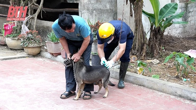 Thạch Thành: Đẩy mạnh tiêm phòng dại cho đàn chó mèo