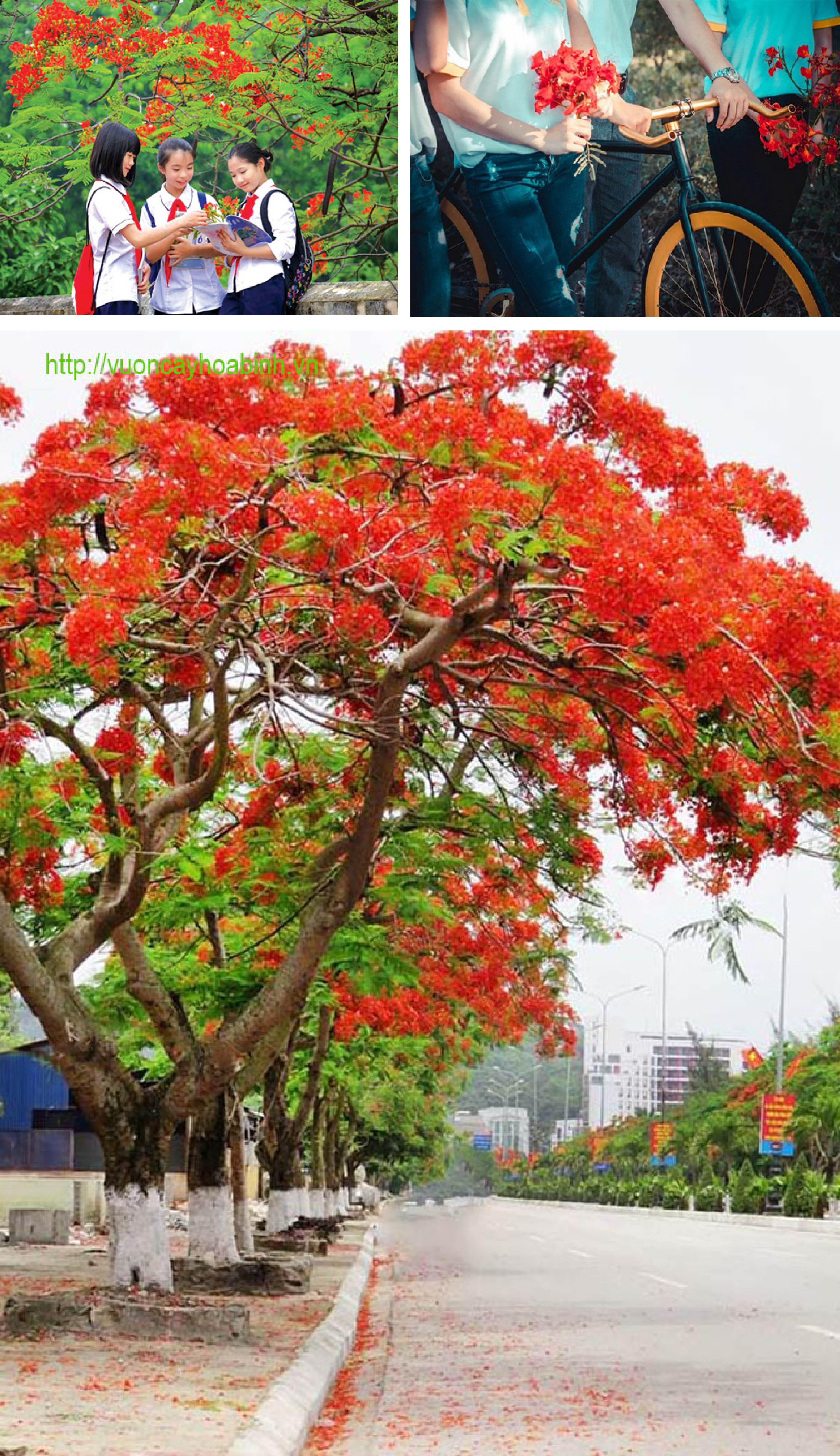 [E-magazin]: Màu của nhớ