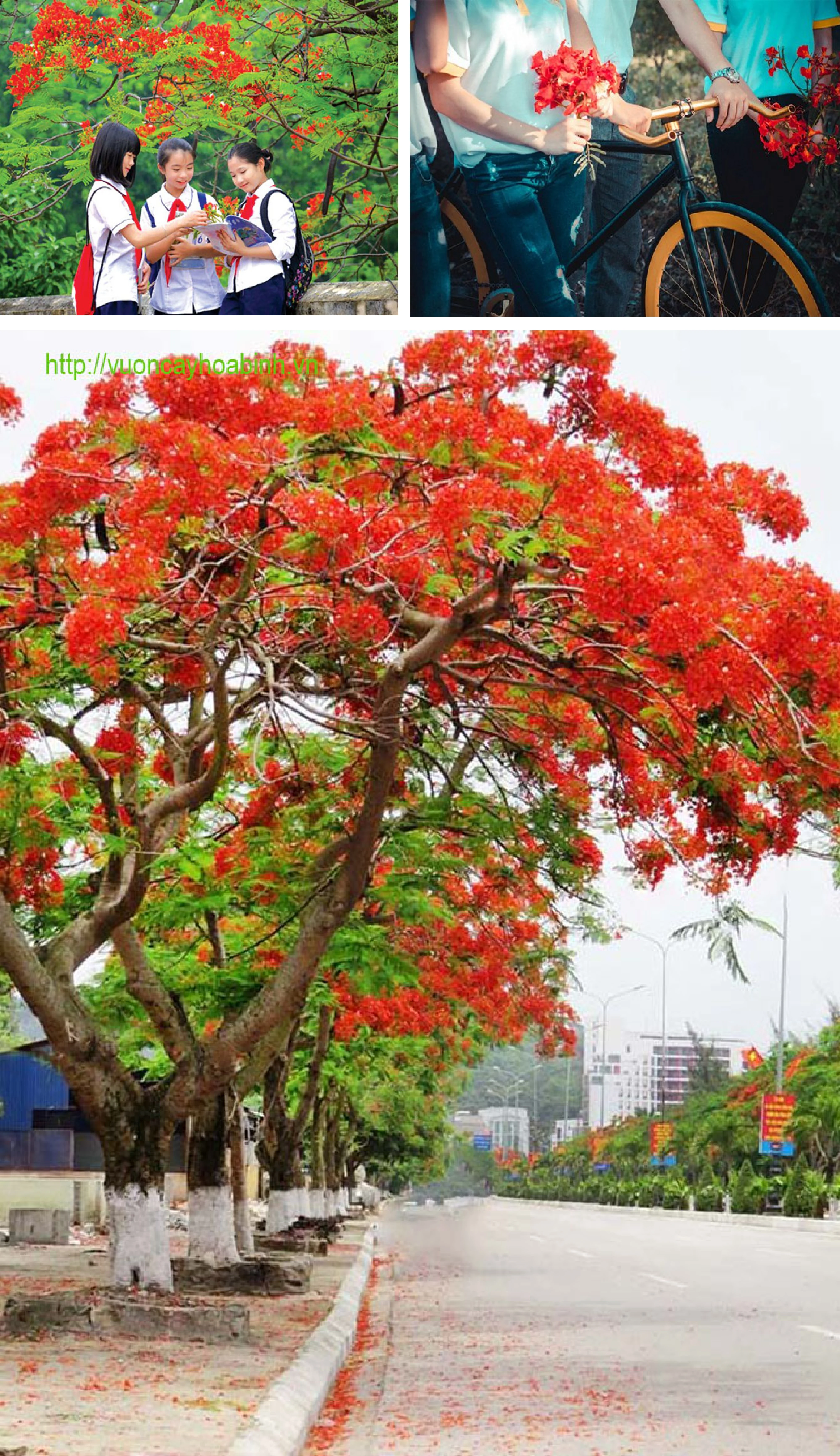[E-magazin]: Màu của nhớ