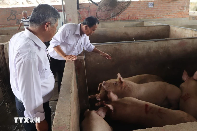 Kết quả xác minh việc đóng dấu kiểm dịch sai sản phẩm lợn bệnh của Công ty C.P. Việt Nam