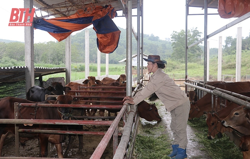 Nâng link đăng nhập m88 chất lượng đàn bò thịt