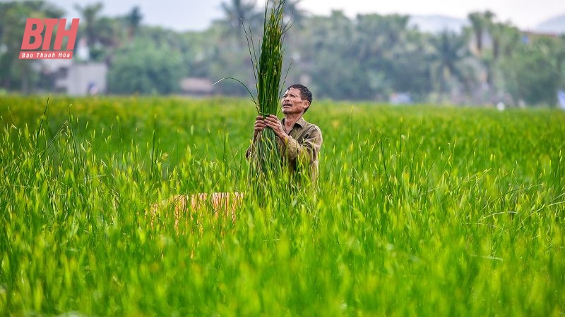 Cói xanh mùa nắng cháy