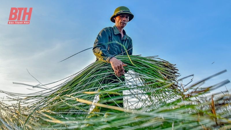 Cói xanh mùa nắng cháy