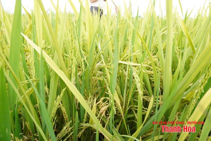 Hỗ trợ hơn 105 triệu đồng cho nhà cái m88 hộ dân bị thiệt hại do lúa trỗ không kết hạt