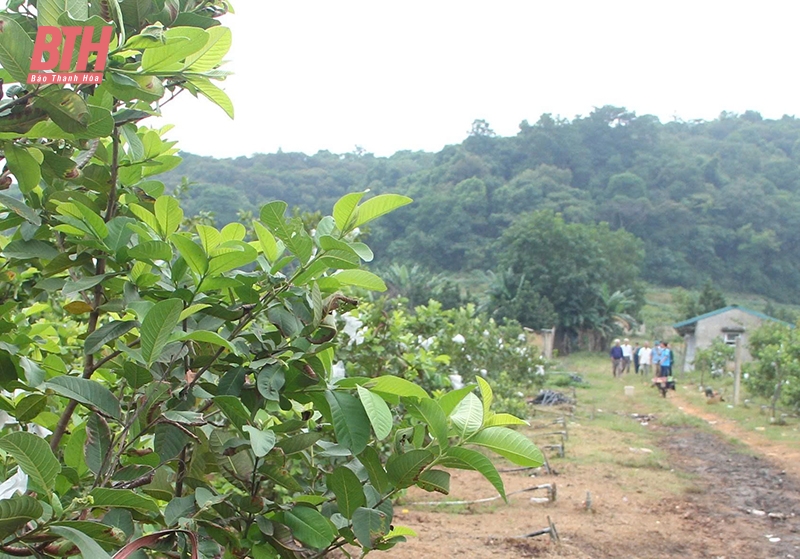 Khai mở đất hoang ven núi Dương Lăng