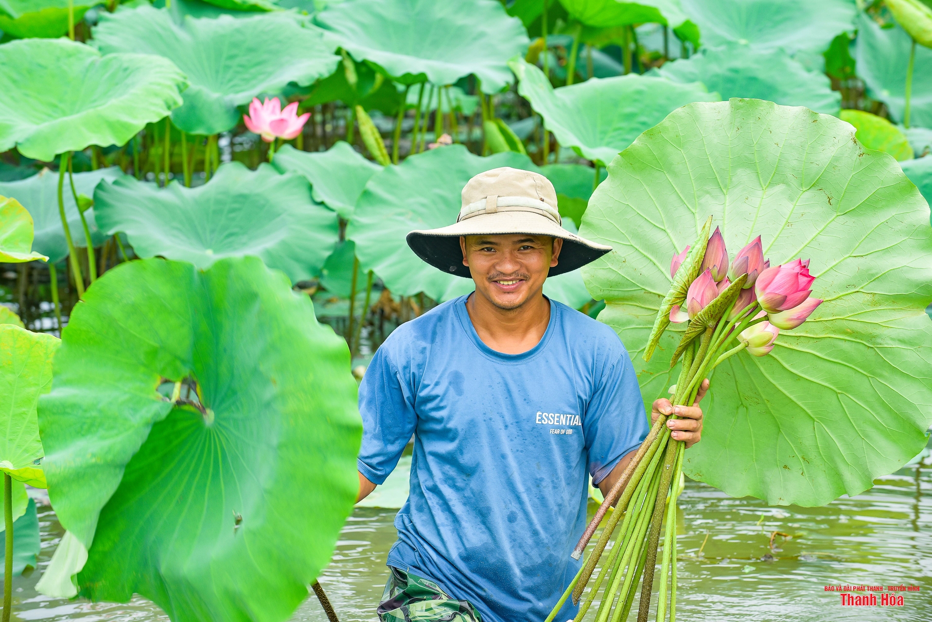 Sắc sen cổ ở toà thành đá hơn 600 tuổi