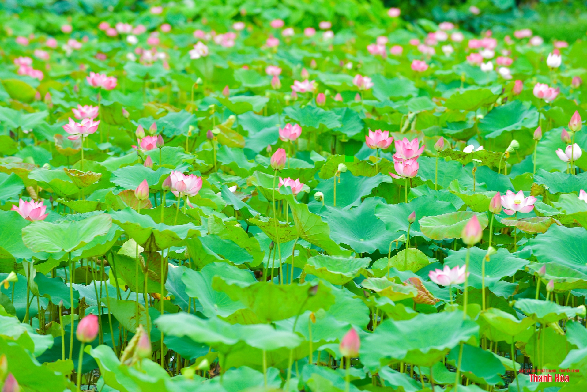 Sắc sen cổ ở toà thành đá hơn 600 tuổi