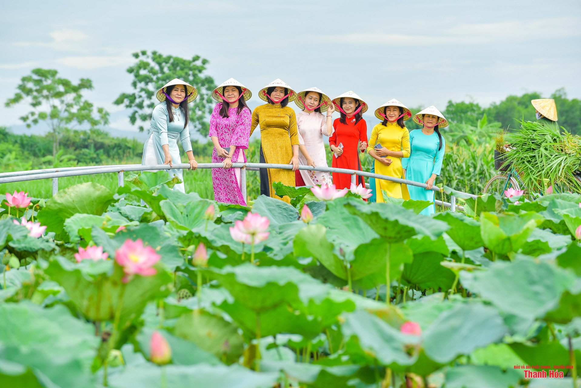 Sắc sen cổ ở toà thành đá hơn 600 tuổi