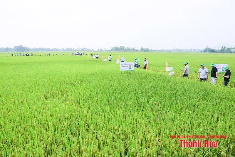 Hiệu quả sản xuất link đăng nhập m88 3 dòng chất lượng cao