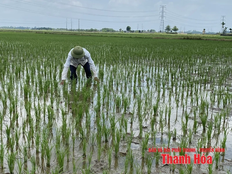 Xử lý vao m88 bằng công nghệ vi sinh làm tăng độ phì nhiêu cho đất