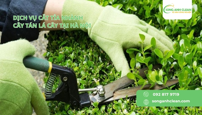 SONGANHCLEAN - Dịch vụ cắt tỉa cây xanh uy tín tại Hà Nội