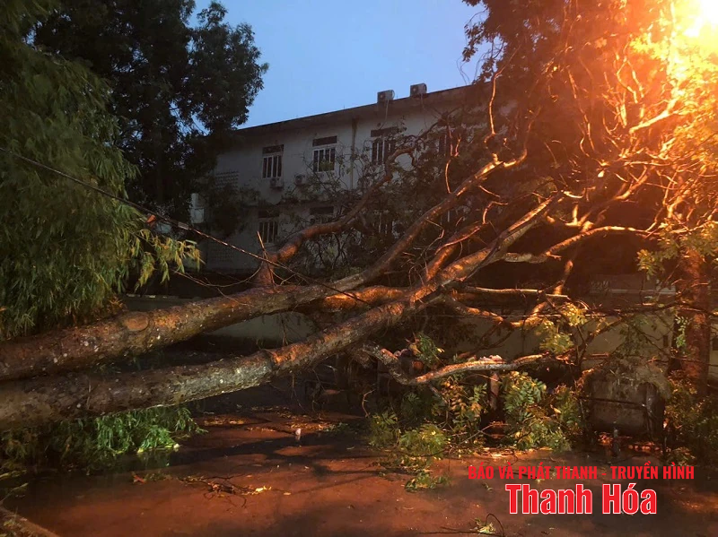Mưa và gió giật mạnh khiến hàng loạt cây xanh gãy đổ