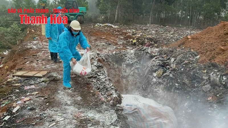 Nguy cơ bùng phát dịch bệnh do xác lợn thả trôi trên các tuyến kênh